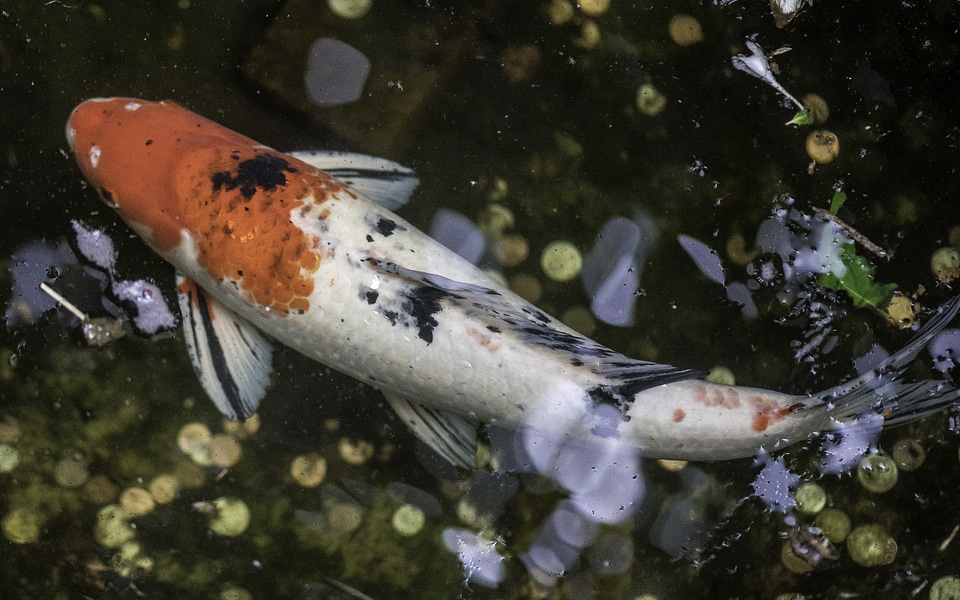 Koi Fish Swimming in Indoor Pond