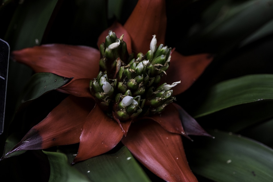 Green center and red flower macro - Guzman
