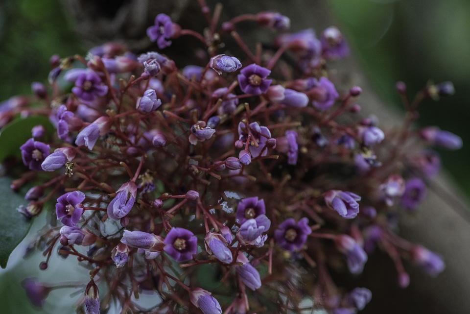 Purple flowers and buds