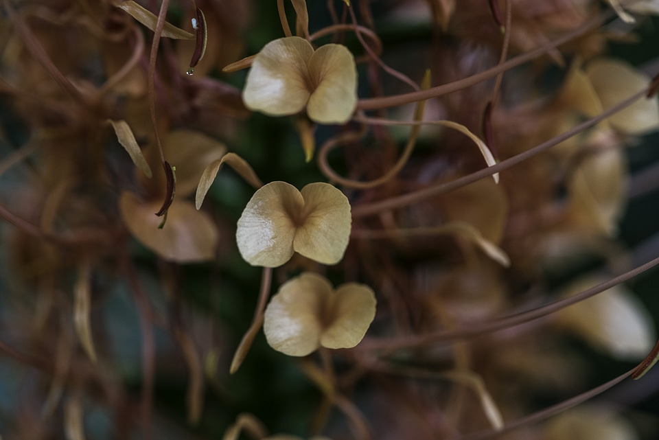 Yellow flowers and leaves