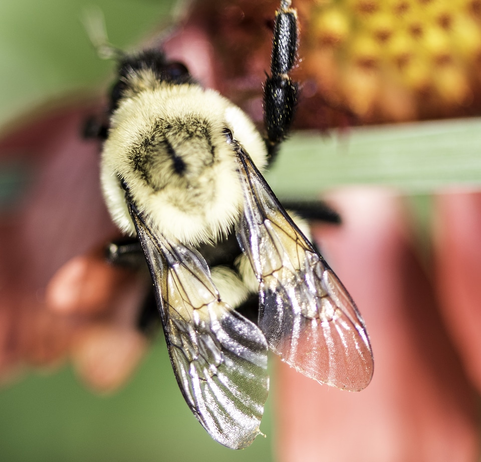 Large Bumblebee on a flower photo