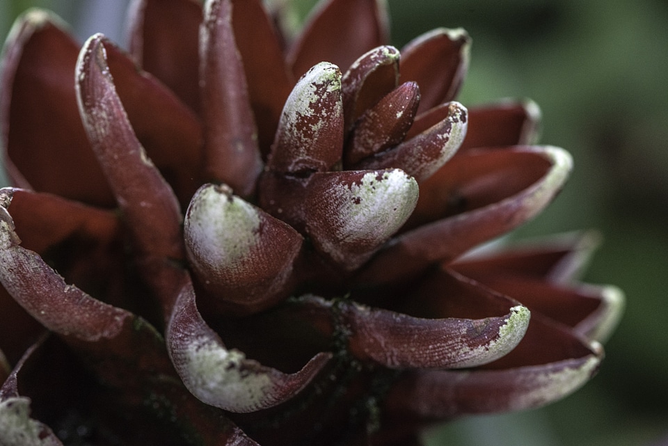 Closeup Macro of layers of a large red flower