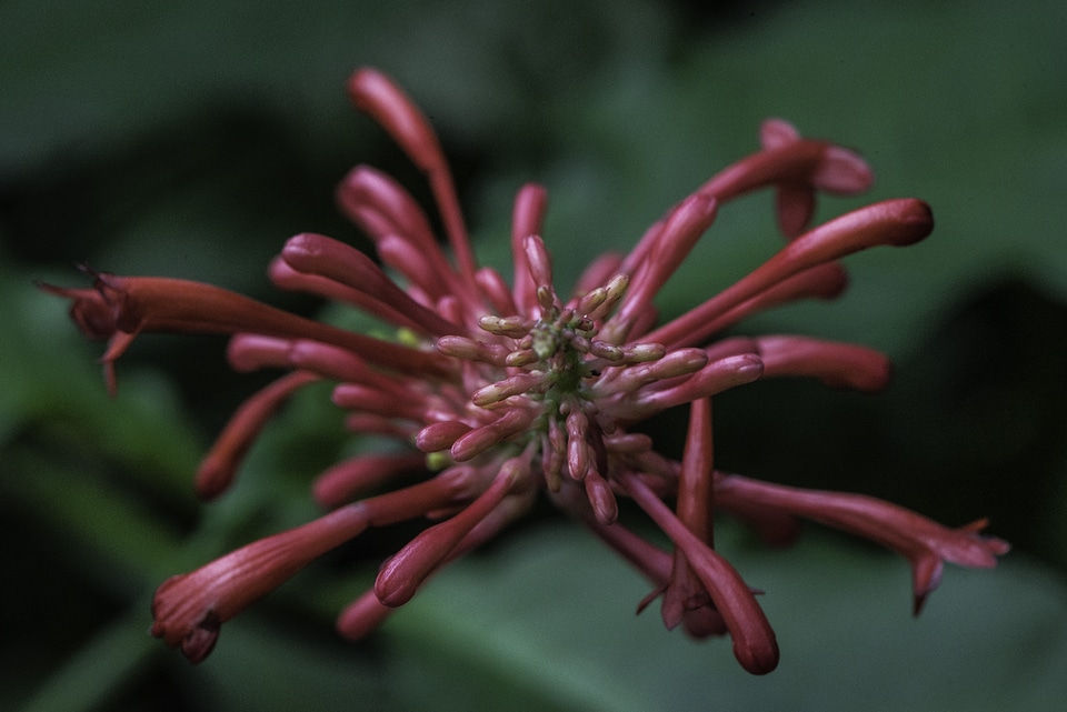 Red Flowers, seeds, and buds