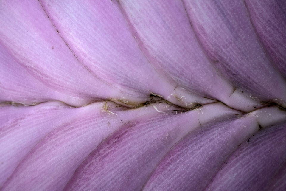Macro Purple Leaf detail