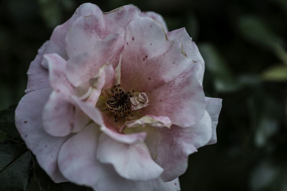 Blooming pink flower