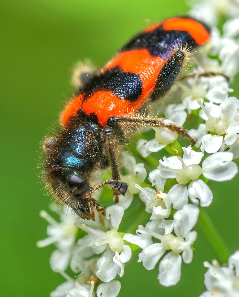 Checkered Beetle on white flower - trichodes apiarius