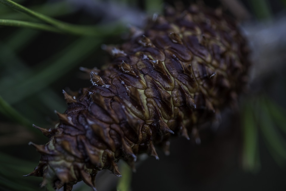 Young Pine Cone on the tree