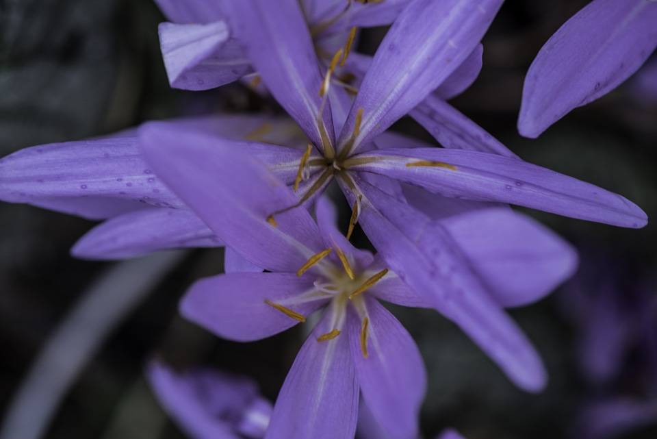 Purple Petals on blooming flowers