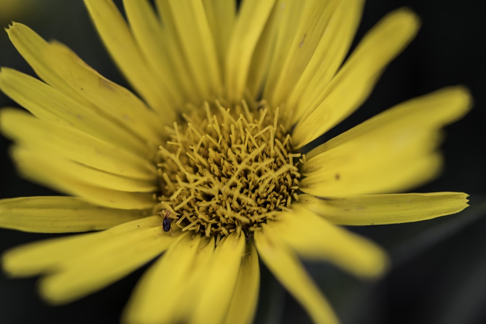 Small Bug on Yellow Flower Core