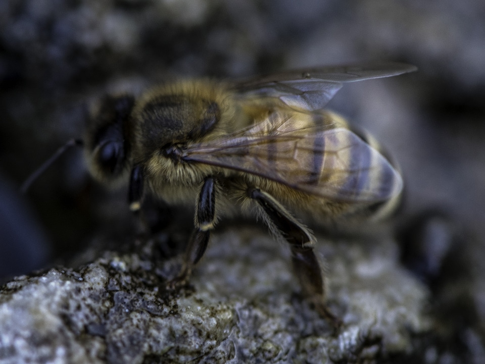 Close-up of bee taking a drink
