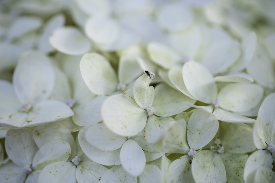 Fly on white flower petals
