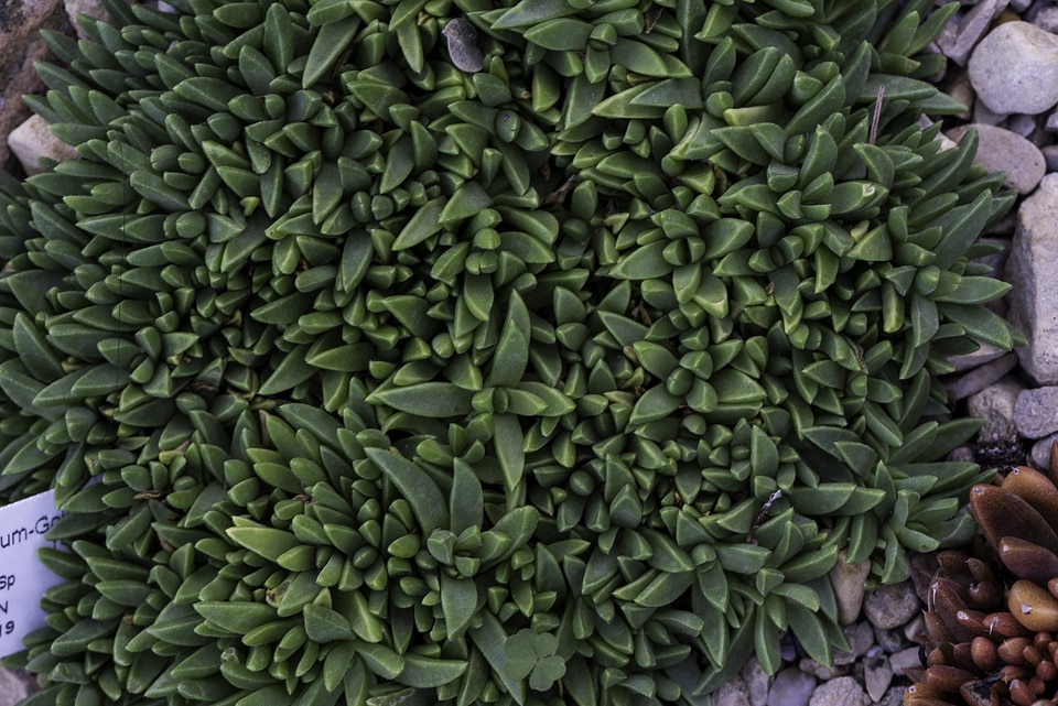 Green Hedge Plants