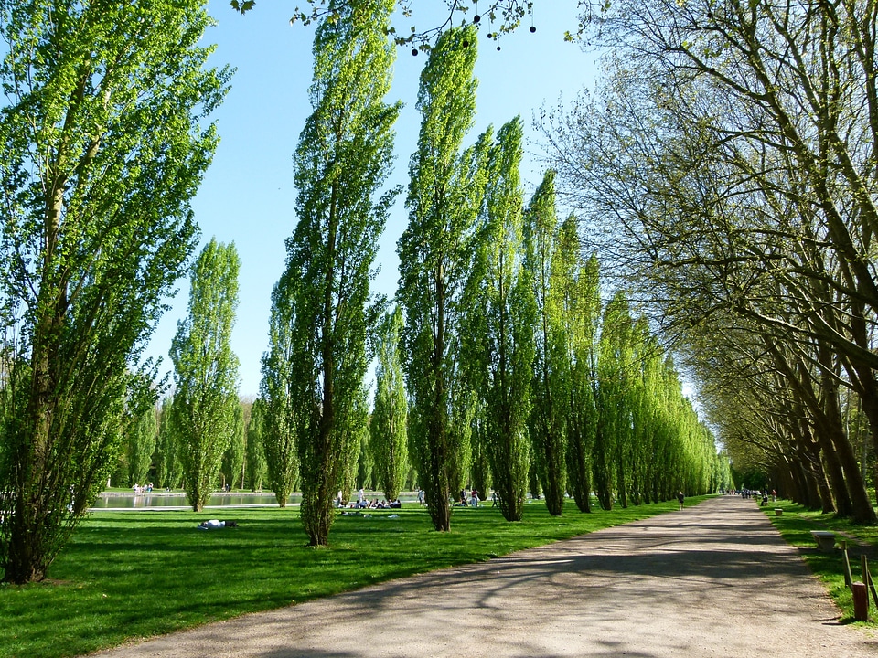 Scenic trees poplars
