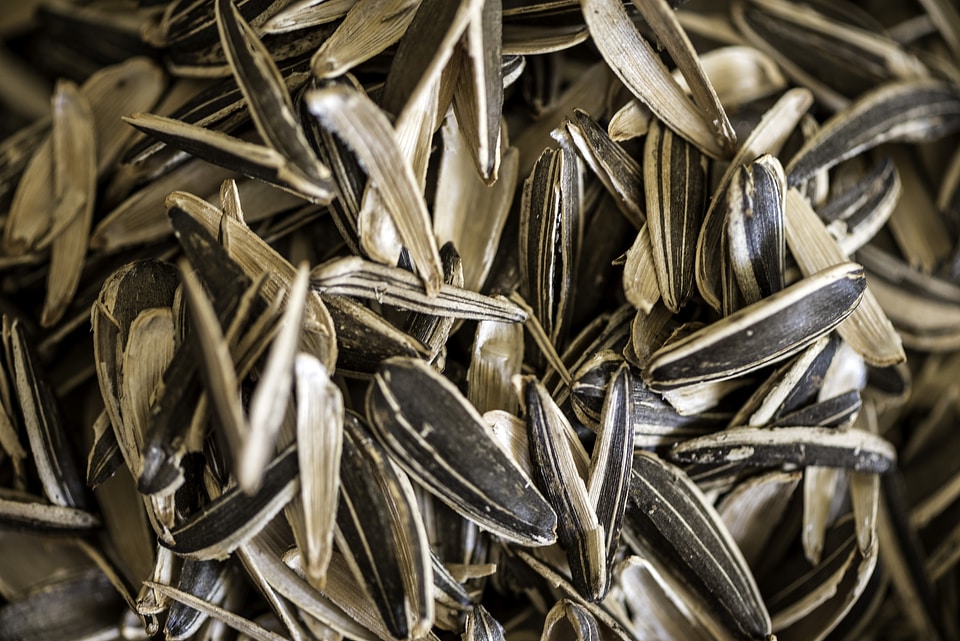 Sunflower seed shells bitten apart
