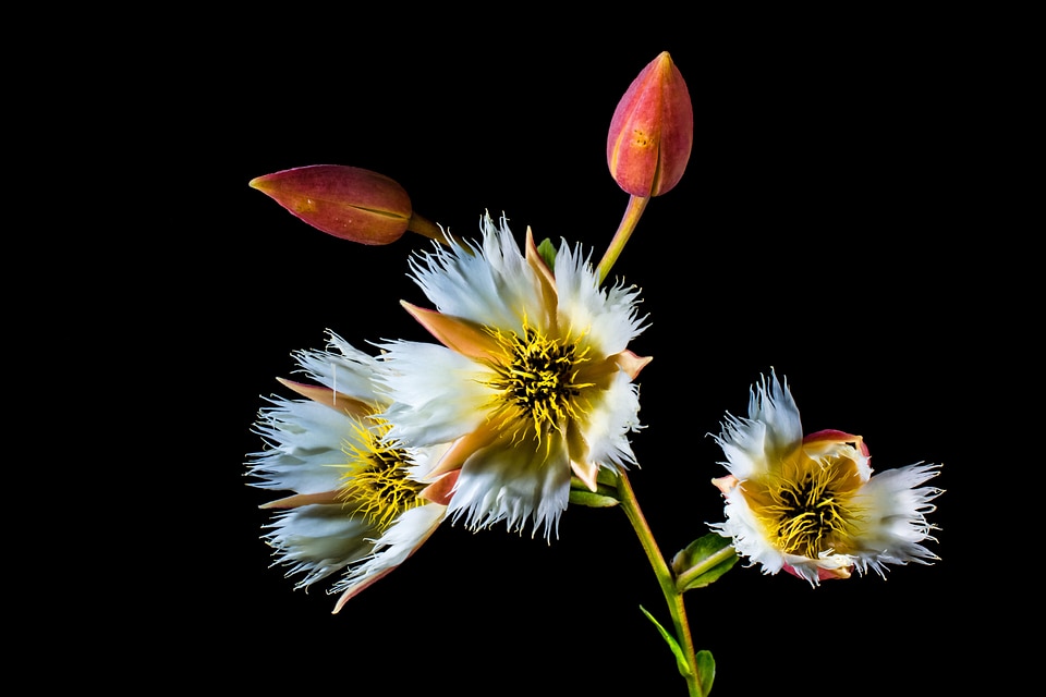 Bloom white flowering twig