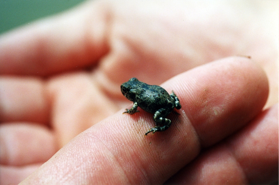 Western Toad on finger