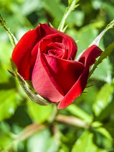 Rose flower red photo