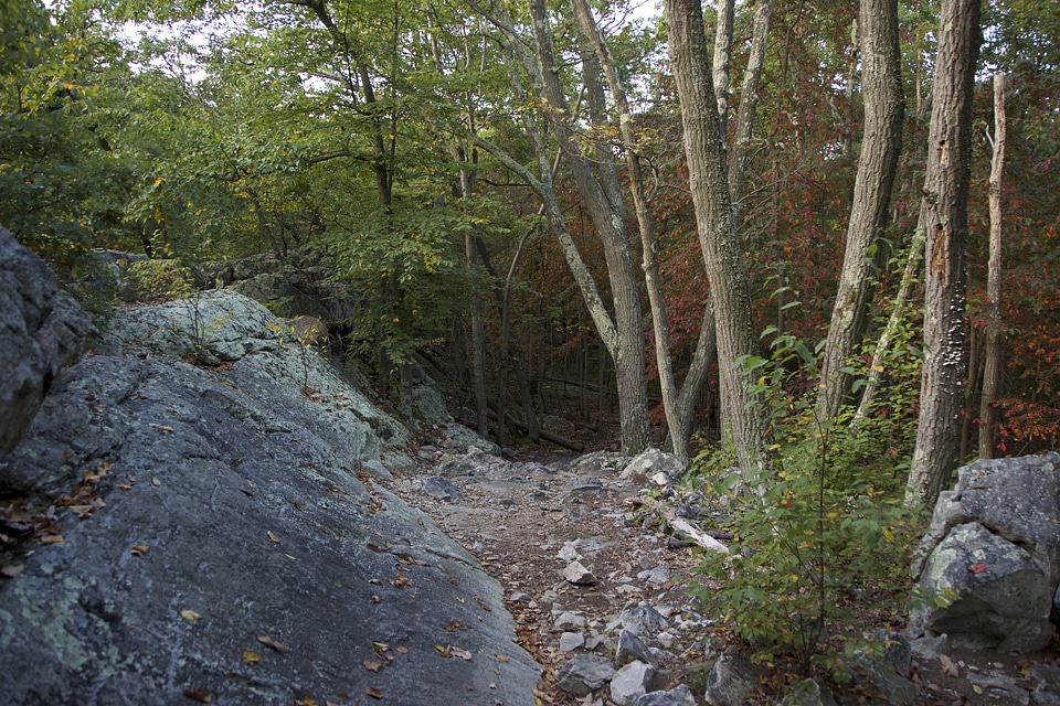 Rocks, forest, and trees