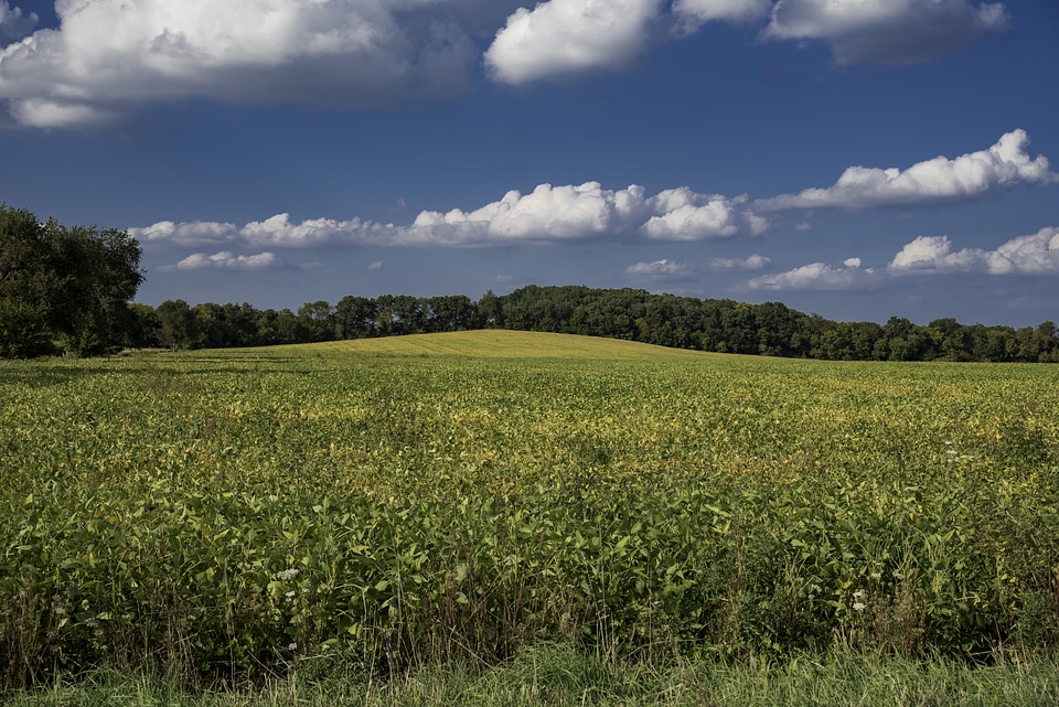Closeup view of the landscape on the yellow hill crops