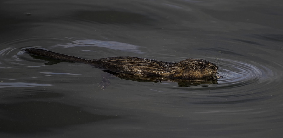 Muskrat swimming in the water