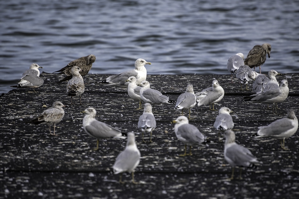 Group of Seagulls on the pier