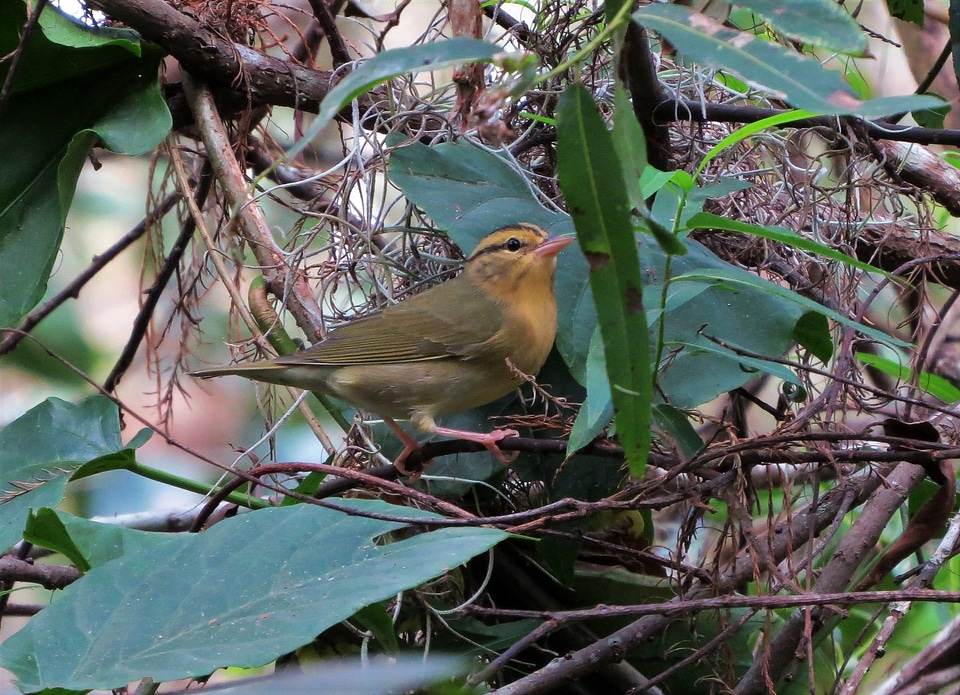 Worm-eating Warbler