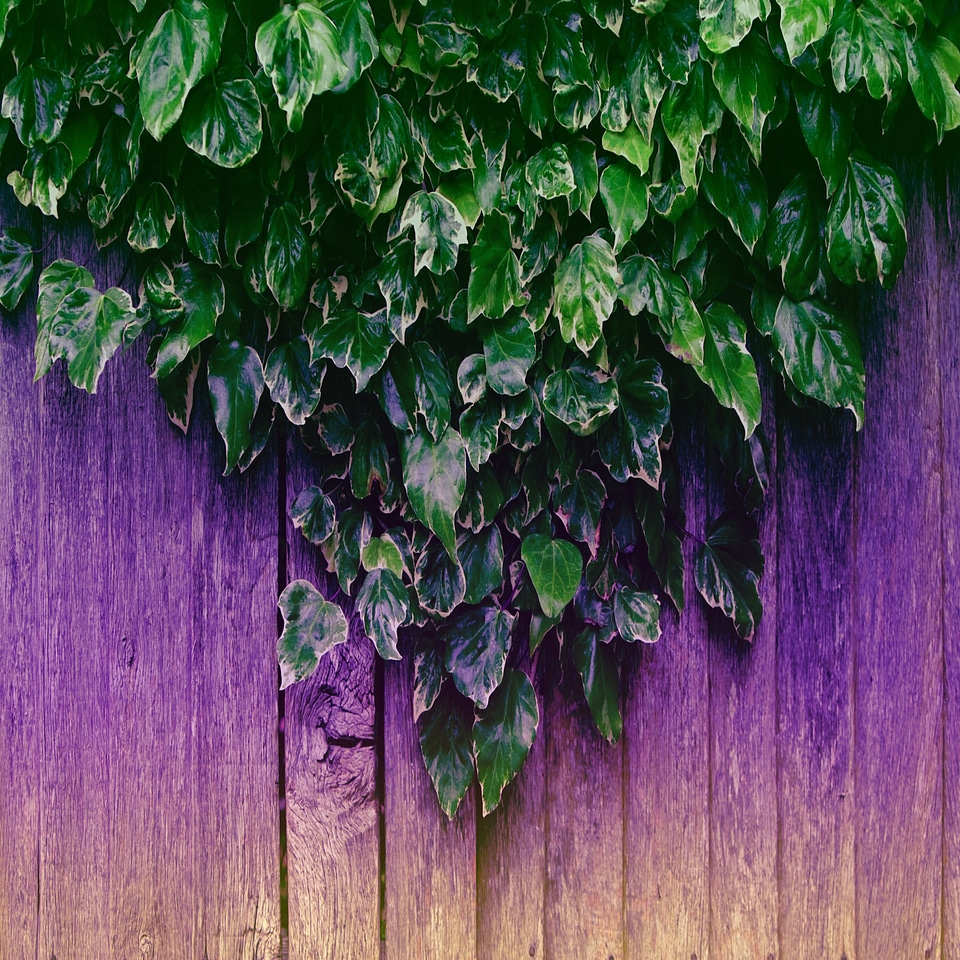 Nature decorative outdoors