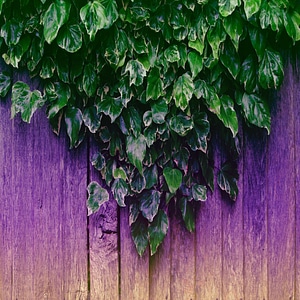 Nature decorative outdoors