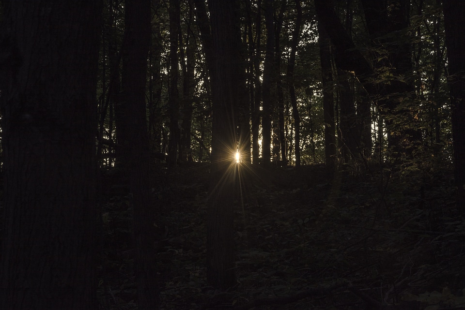 Sunlight piercing through the woods
