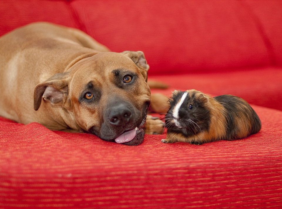 Cute animal guiena pig