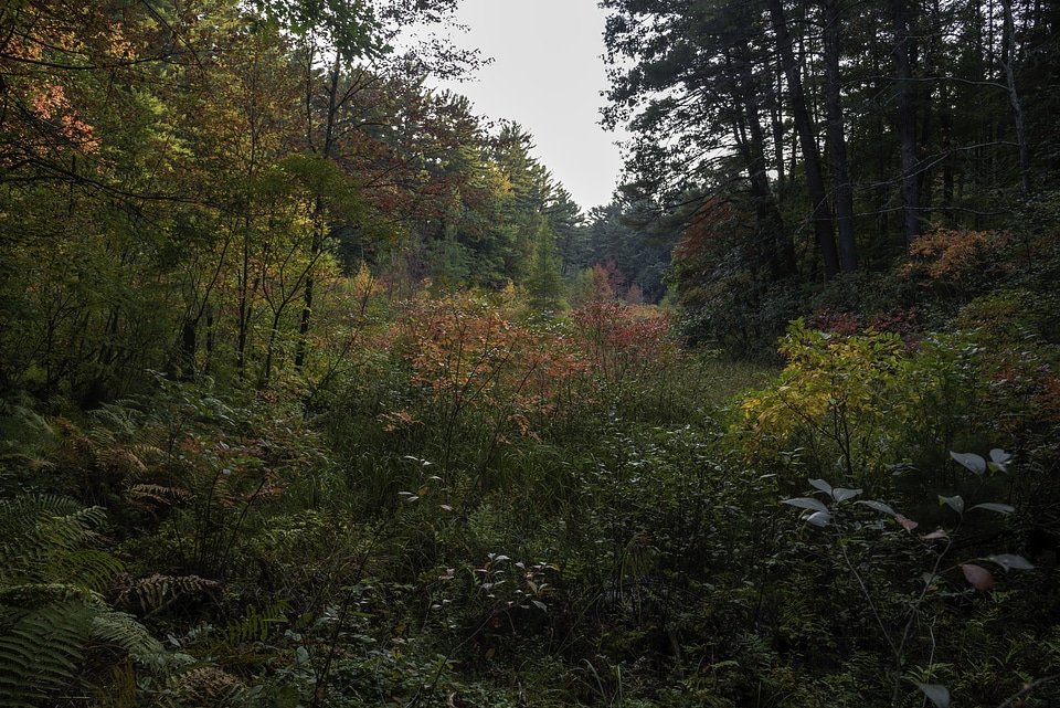 Foliage starting to turn colors 