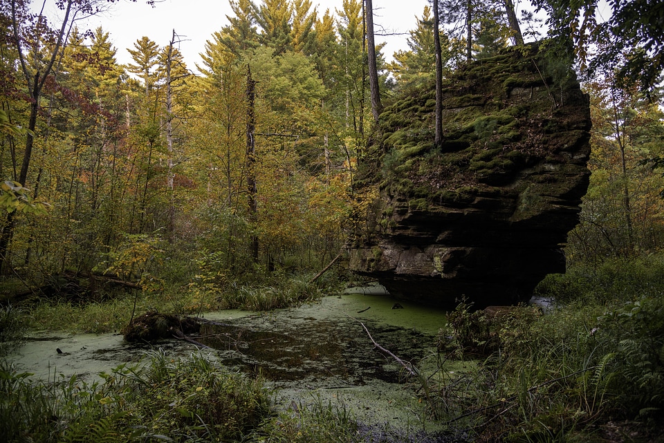 Fall Colors in the Bog at Rocky Arbor State Park