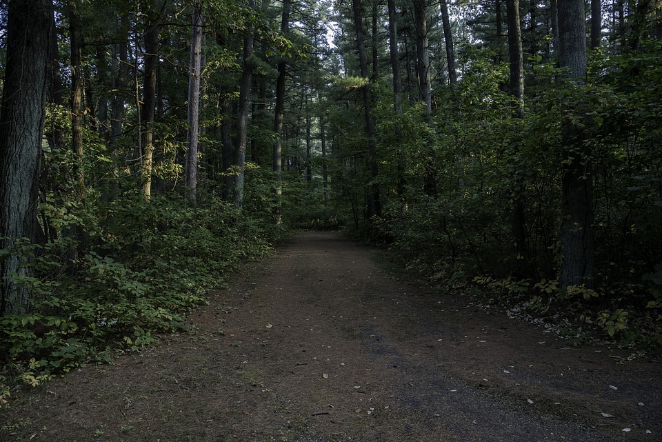 Pine Trees and Woods Hiking Path 