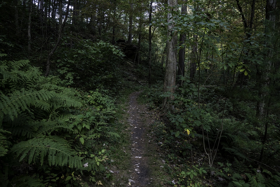 Hiking Trail Up the Hill at Rocky Arbor State Park