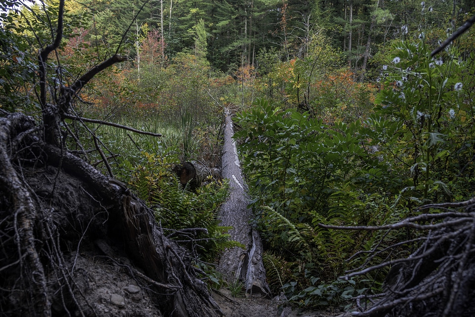 Fallen Tree in the forest with colors turning