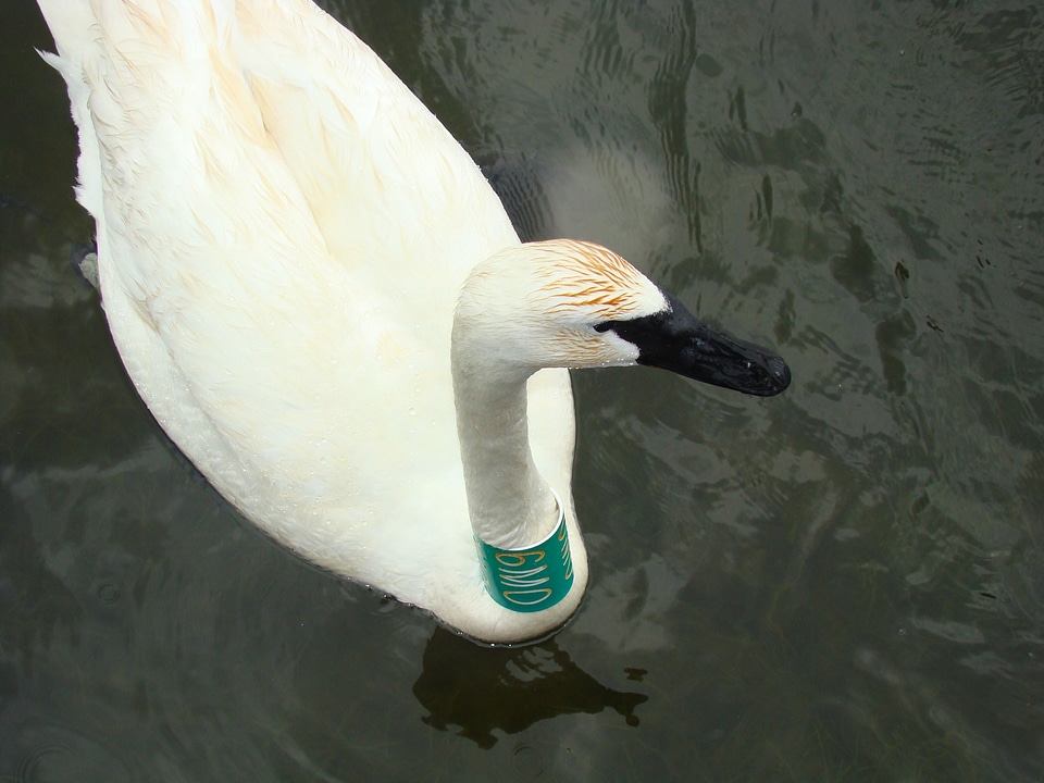 Trumpeter swan with tag
