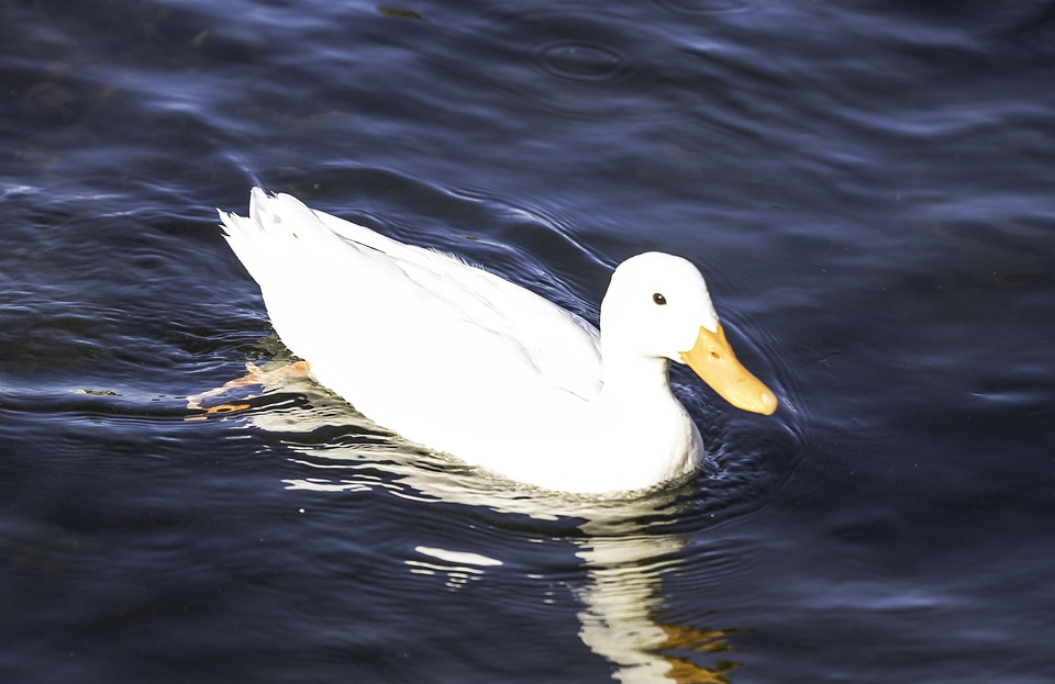 White Duck in the Water