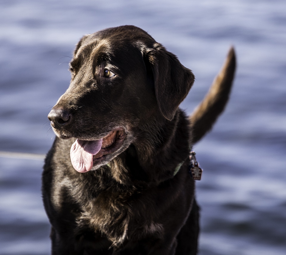 Dog with tongue out and tail wagging