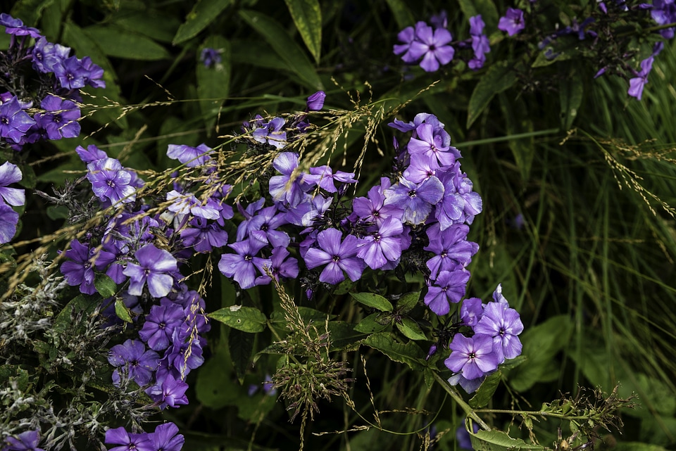 Purple flowers in the garden