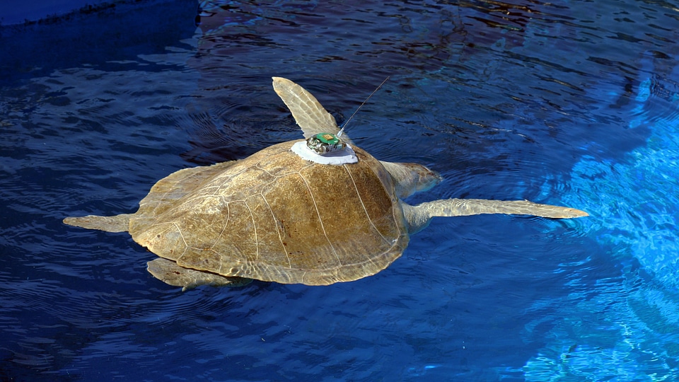 Sea Turtle with Tag on Back