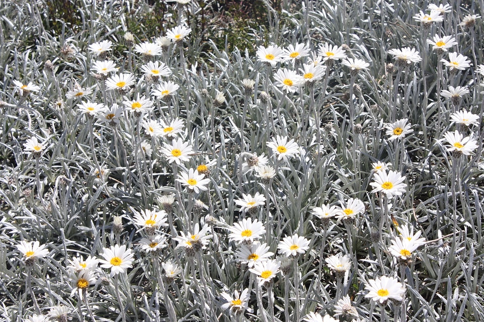 Natural blossom bloom
