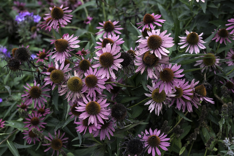 Blooming purple flowers in garden