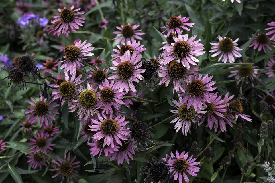 Blooming purple flowers in garden photo