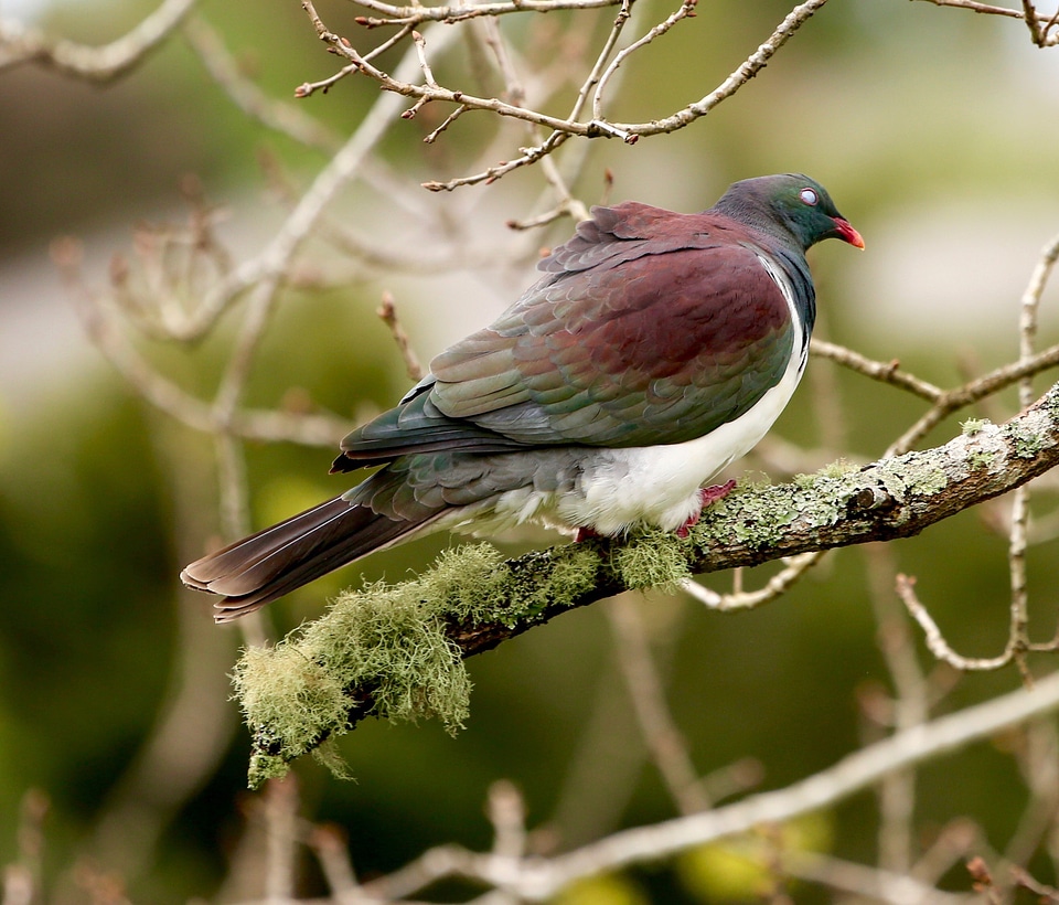 Wood Pigeon on Branch