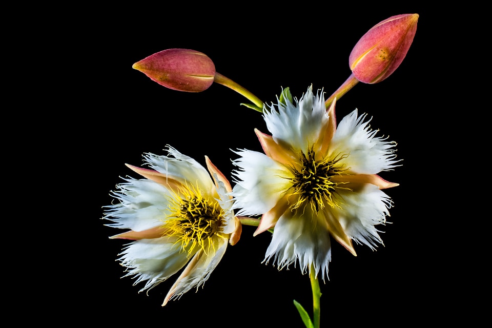 Bloom white flowering twig