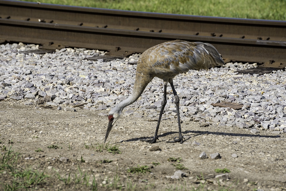 Crane by the railtracks