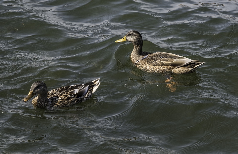 Two Ducks swimming in Lake Mendota in Madison