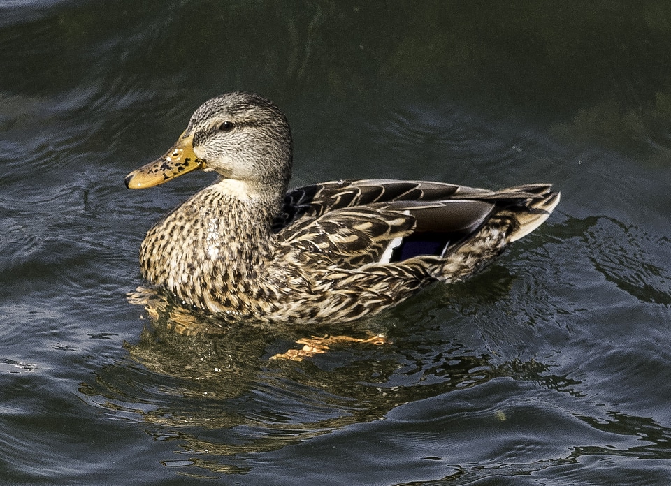 Duck swimming in Lake Mendota in Madison