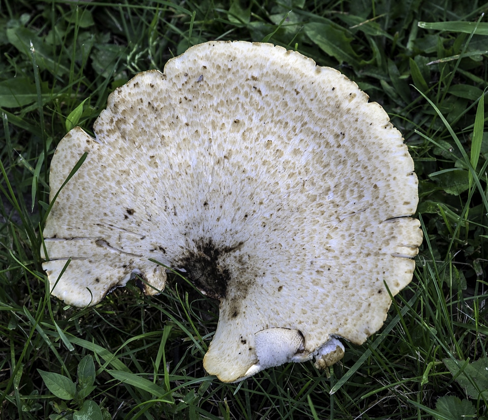 White Mushroom in the grass