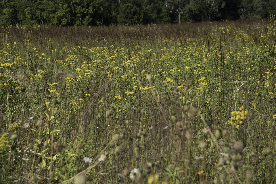 Tall Grasses at Cherokee Marsh